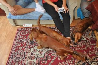 NADIM jamniki Kollapsar